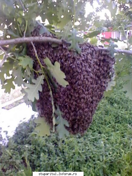 Roiul prins! - ionut.api - INMULTIREA FAMILIILOR DE ALBINE