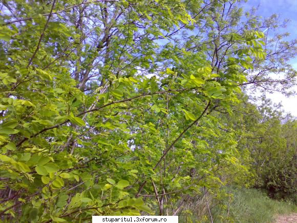 SALCAM 2011 - Si cel mai mult am intalnit la marimea de 4 ; 5 cm - BAZA MELIFERA - PLANTE , ARBUSTI , ARBORI