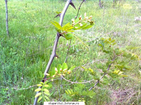 SALCAM 2011 - și �n sud-vestul țării au - BAZA MELIFERA - PLANTE , ARBUSTI , ARBORI
