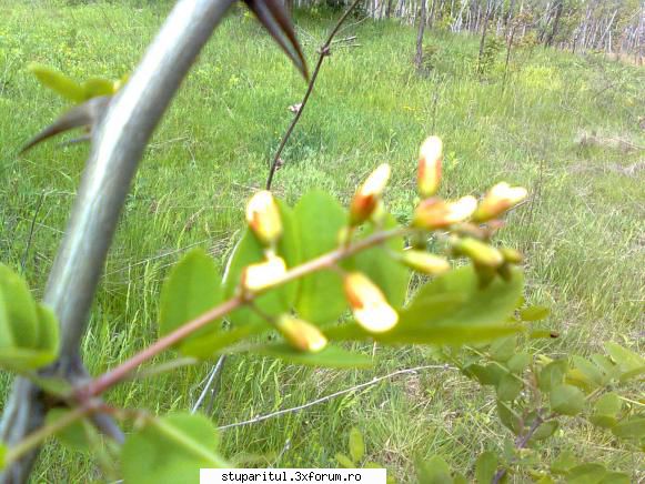 SALCAM 2011 - alin_stuparul - BAZA MELIFERA - PLANTE , ARBUSTI , ARBORI