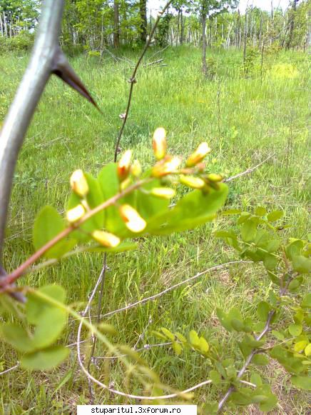 SALCAM 2011 - alin_stuparul - BAZA MELIFERA - PLANTE , ARBUSTI , ARBORI