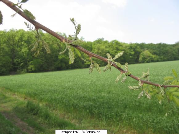 SALCAM 2011 - Pe la Snagov (Ilfov), in stadiul mediu era asa - BAZA MELIFERA - PLANTE , ARBUSTI , ARBORI
