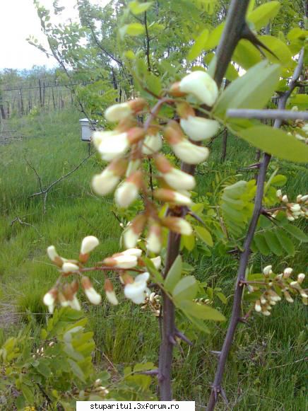 SALCAM 2011 - �n Gorj s-au deschis primele flori. din - BAZA MELIFERA - PLANTE , ARBUSTI , ARBORI