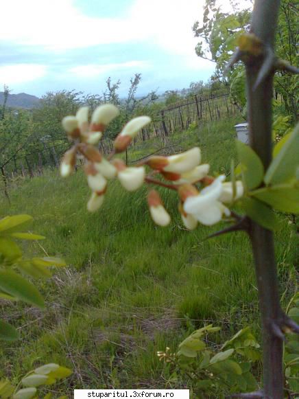 SALCAM 2011 - alin_stuparul - BAZA MELIFERA - PLANTE , ARBUSTI , ARBORI