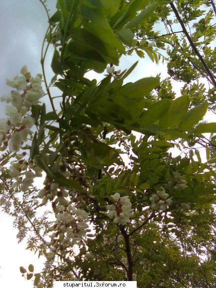 SALCAM 2011 - nea Gică, poza este făcută la - BAZA MELIFERA - PLANTE , ARBUSTI , ARBORI
