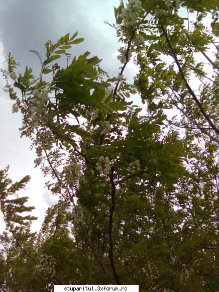 SALCAM 2011 - alta. C�nd am făcut poza se pregătea - BAZA MELIFERA - PLANTE , ARBUSTI , ARBORI