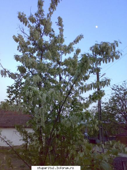 SALCAM 2011 - Dupa 9 zile ... e in plin :) - BAZA MELIFERA - PLANTE , ARBUSTI , ARBORI
