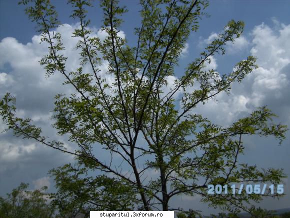 SALCAM 2011 - rapita e buna salcimul e mai tirziu.Acum asa - BAZA MELIFERA - PLANTE , ARBUSTI , ARBORI