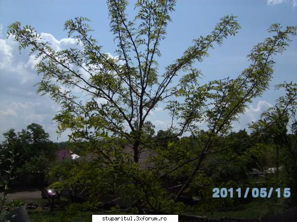 SALCAM 2011 - mac72ro - BAZA MELIFERA - PLANTE , ARBUSTI , ARBORI