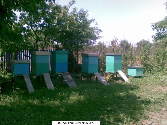 Sa punem caturile ? - si dupa ! Mi-au iesit putin ochii din orbite - PAGINA APICULTORULUI INCEPATOR