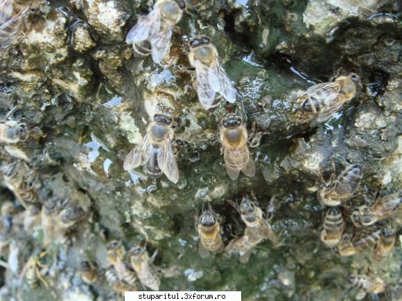 Sacagite - lulache - POZE