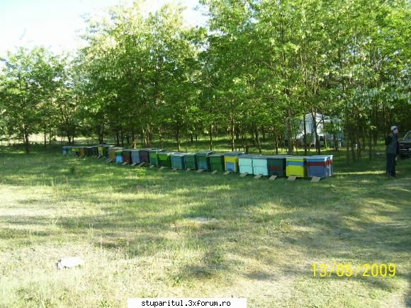 Salc�m 2009-stupine in pastoral,Horea-SM - Stupina Danciu D - POZE
