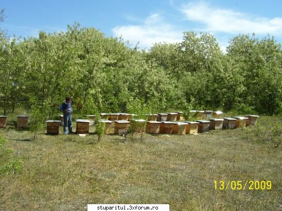 Salc�m 2009-stupine in pastoral,Horea-SM - Stupina Valy Gudas - POZE