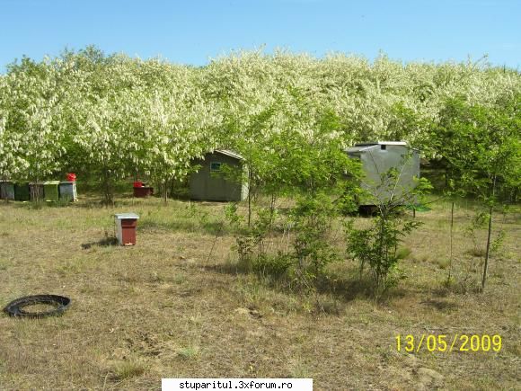 Salc�m 2009-stupine in pastoral,Horea-SM - Stupina Torok Frederik - POZE
