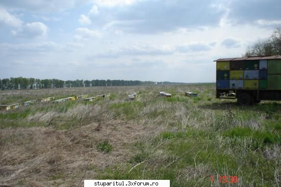 Salcam 2006 - lainga padure avem si lanuri de rapita dar nu se - POZE
