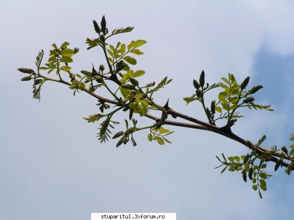 Salcam 2009 - la noi arata cam asa, astazi - BAZA MELIFERA - PLANTE , ARBUSTI , ARBORI