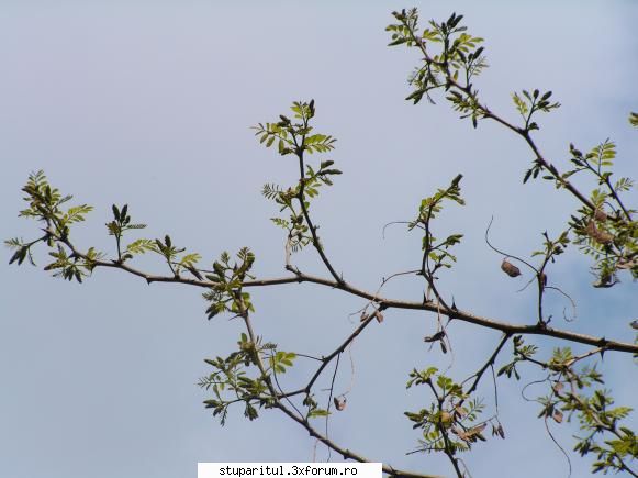 Salcam 2009 - t.mihai - BAZA MELIFERA - PLANTE , ARBUSTI , ARBORI