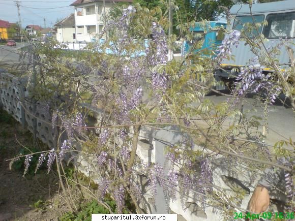 Salcam 2009 - acest salcam este inflorit si mai sunt si altii - BAZA MELIFERA - PLANTE , ARBUSTI , ARBORI