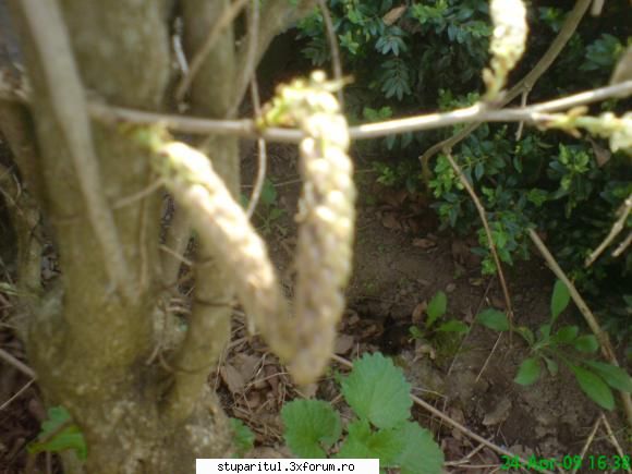 Salcam 2009 - prima data au aparut florile si apoi frunzele. e - BAZA MELIFERA - PLANTE , ARBUSTI , ARBORI