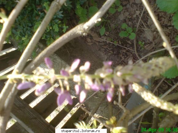 Salcam 2009 - pozele sunt din si acest arbust se afla in curtea - BAZA MELIFERA - PLANTE , ARBUSTI , ARBORI