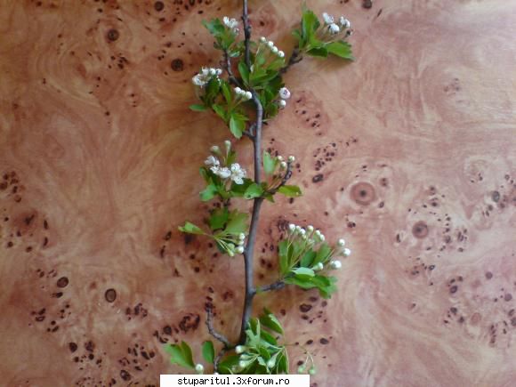 Salcam 2009 - flori aduse azi de la padure , salcam si iarba - BAZA MELIFERA - PLANTE , ARBUSTI , ARBORI