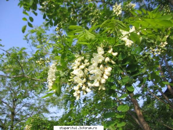 Salcam 2009 - Astazi prima zi la SALCAM - BAZA MELIFERA - PLANTE , ARBUSTI , ARBORI