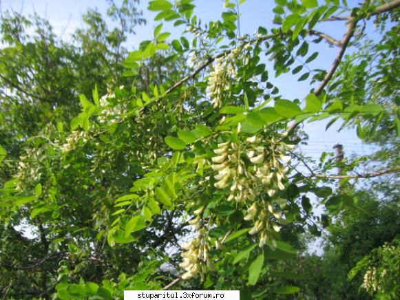 Salcam 2009 - Au de unde sa culeaga - BAZA MELIFERA - PLANTE , ARBUSTI , ARBORI