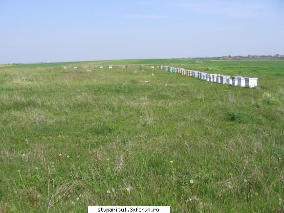Salcam 2009 - Si nu sunt putini - BAZA MELIFERA - PLANTE , ARBUSTI , ARBORI