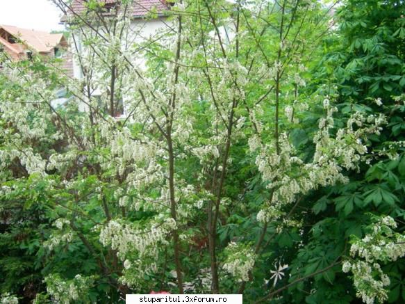 Salcam 2009 - balasbebe - BAZA MELIFERA - PLANTE , ARBUSTI , ARBORI