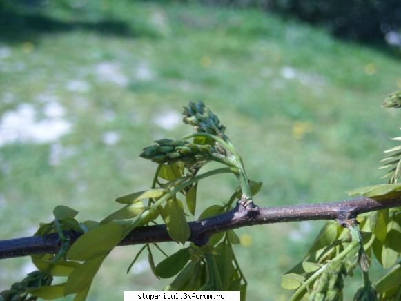 Salcam 2010 - hai ca in alta parte o aparut - BAZA MELIFERA - PLANTE , ARBUSTI , ARBORI