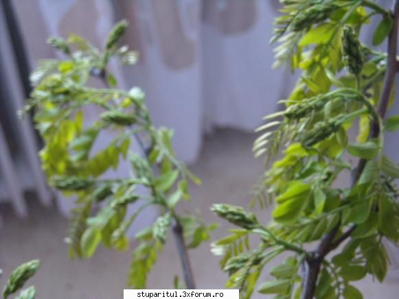 Salcam 2010 - din alt unghi ,mugurii de 3-4 cm - BAZA MELIFERA - PLANTE , ARBUSTI , ARBORI