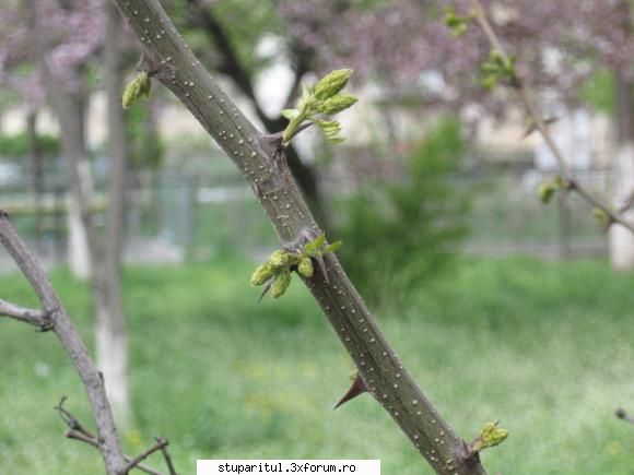 Salcam 2010 - Ia priveste nene la frunzisoarele astea - BAZA MELIFERA - PLANTE , ARBUSTI , ARBORI