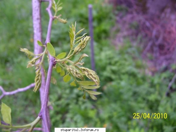 Salcam 2010 - Asa se prezinta salcamul la mine in zona - BAZA MELIFERA - PLANTE , ARBUSTI , ARBORI