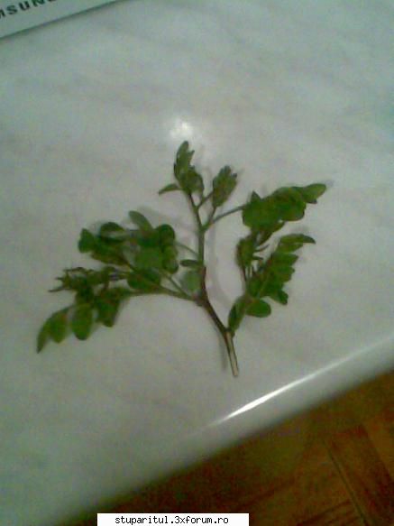 Salcam 2010 - la perișor 50 km de calafat și 40 de - BAZA MELIFERA - PLANTE , ARBUSTI , ARBORI