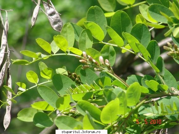 Salcam 2010 - Aşa arată salc�mul azi la pădure - BAZA MELIFERA - PLANTE , ARBUSTI , ARBORI