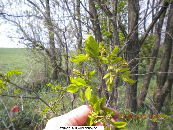 Salcam 2010 - la cca. 40 km de Iasi, spre Botosani mugurele la - BAZA MELIFERA - PLANTE , ARBUSTI , ARBORI