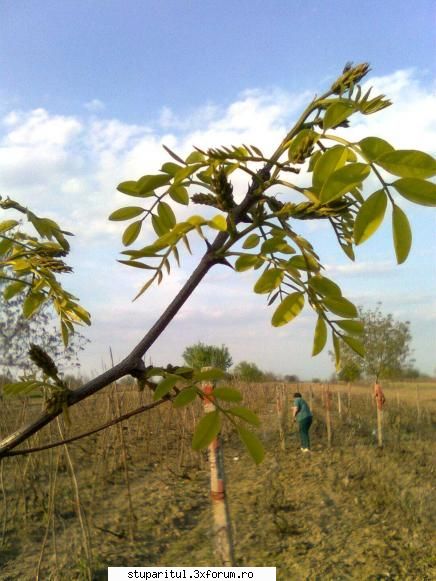 Salcam 2010 - in zona Vrancea, saptamana trecuta arata aşa - BAZA MELIFERA - PLANTE , ARBUSTI , ARBORI