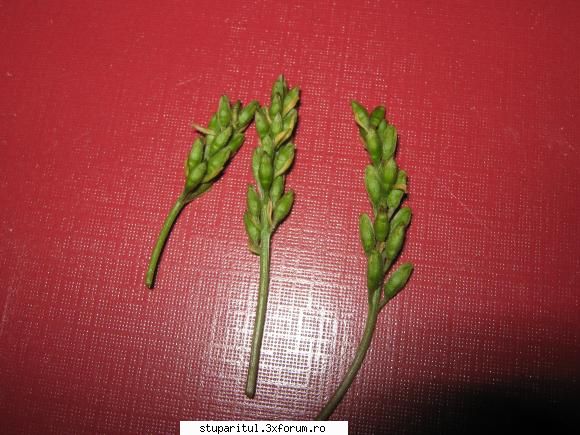 Salcam 2010 - Si cei de la umbra - BAZA MELIFERA - PLANTE , ARBUSTI , ARBORI