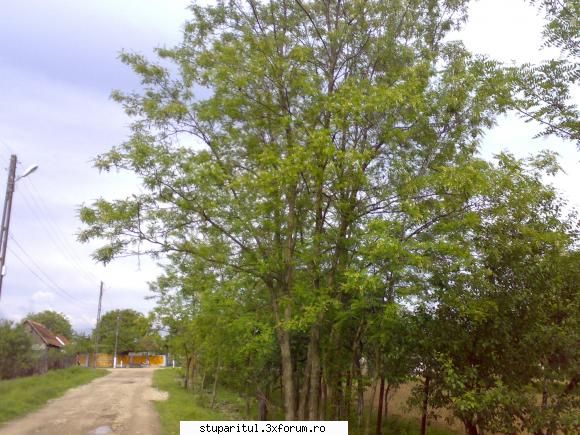 Salcam 2010 - La data de salcami din BH - BAZA MELIFERA - PLANTE , ARBUSTI , ARBORI