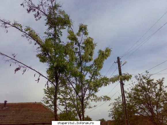 Salcam 2010 - Altul mult mai deschis ... vizitat de albine: Din - BAZA MELIFERA - PLANTE , ARBUSTI , ARBORI