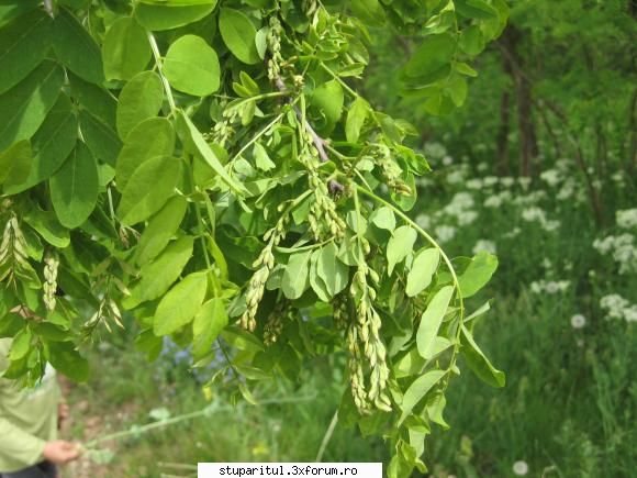 Salcam 2010 - Salcamul mai are 5-6 zile - BAZA MELIFERA - PLANTE , ARBUSTI , ARBORI