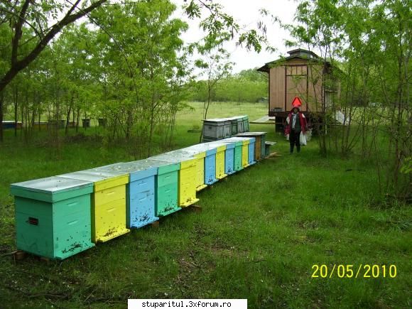 Salcam 2010 - Şi �n zona Carei-Satu Mare (vecini cu Valea - BAZA MELIFERA - PLANTE , ARBUSTI , ARBORI