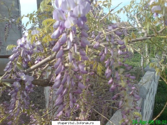 Salcamii - primul salcam care infloreste este salcamul mov - BAZA MELIFERA - PLANTE , ARBUSTI , ARBORI