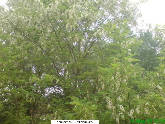 Salcamii - salcamul alb a inflorit in jurul datei de - BAZA MELIFERA - PLANTE , ARBUSTI , ARBORI