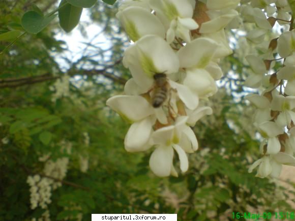 Salcamii - ieri seara cantarul de control arata un plus de - BAZA MELIFERA - PLANTE , ARBUSTI , ARBORI