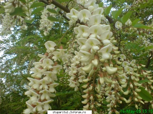 Salcamii - mihaipop_55 - BAZA MELIFERA - PLANTE , ARBUSTI , ARBORI