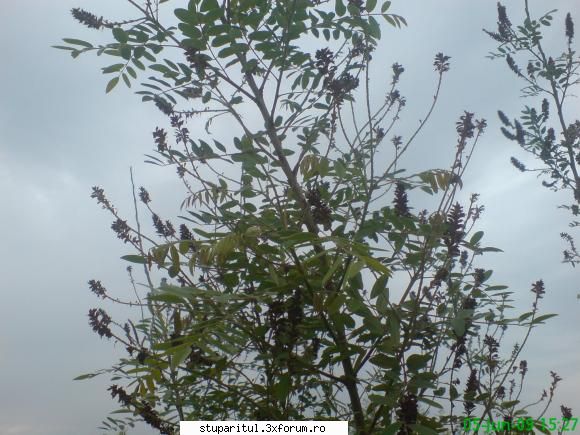 Salcamii - mihaipop_55 - BAZA MELIFERA - PLANTE , ARBUSTI , ARBORI