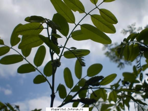Salcamul II - Valcea, Arges? - salcamul la mine la stupina - BAZA MELIFERA - PLANTE , ARBUSTI , ARBORI