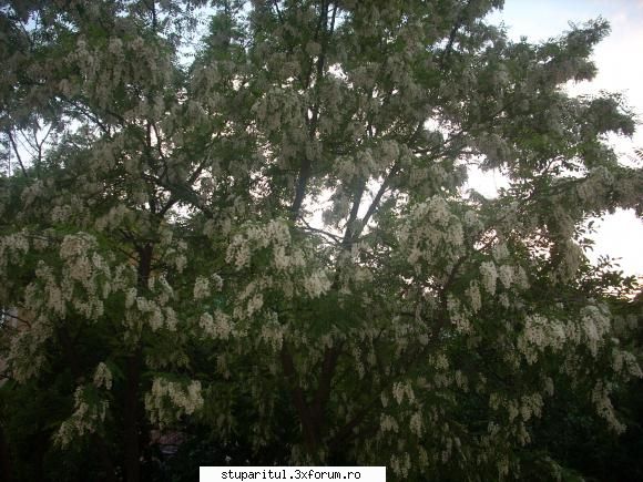 Salcamul I - 2008 - salcamul la arad(lipova) - BAZA MELIFERA - PLANTE , ARBUSTI , ARBORI