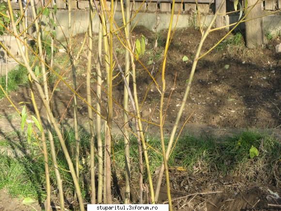 Salciile - Anul trecut in primavara am taiat niste crengi - BAZA MELIFERA - PLANTE , ARBUSTI , ARBORI